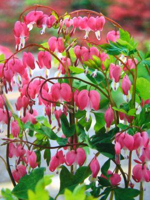 Dicentra