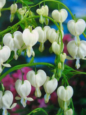 Dicentra White