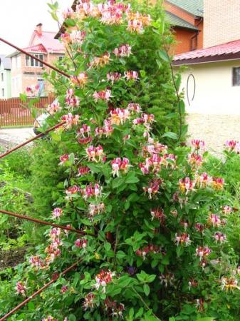 Lonicera Serotina