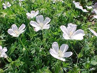 Geranium sanguineum Album