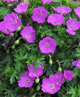 Geranium Max Frei