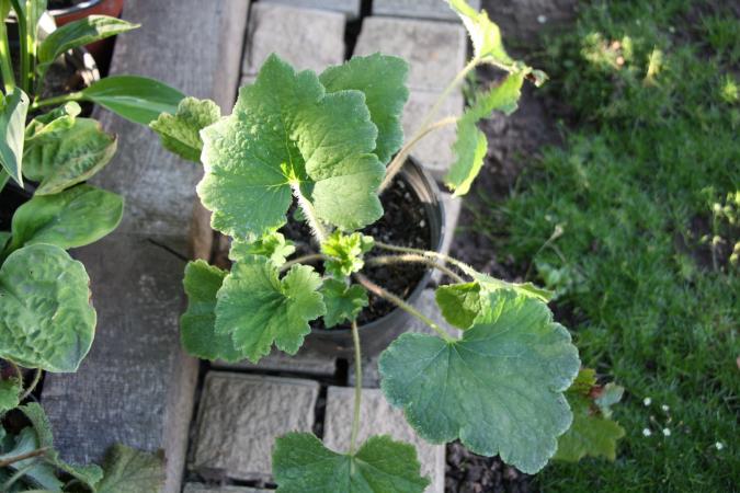 Tellima grandiflora  