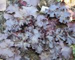 Heuchera Amethyst Mist