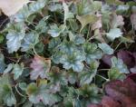 Heuchera Peppermint Ice