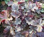 Heuchera Southern Comfort