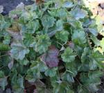 Heuchera sanguinea