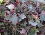 Heucherella  Burnished Bronze