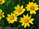 coreopsis