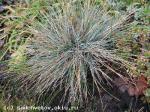 festuca