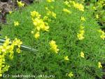 draba